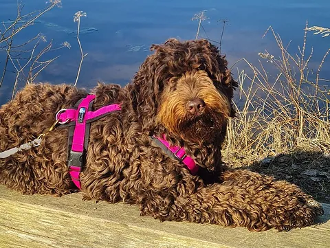 Zucht Hunde