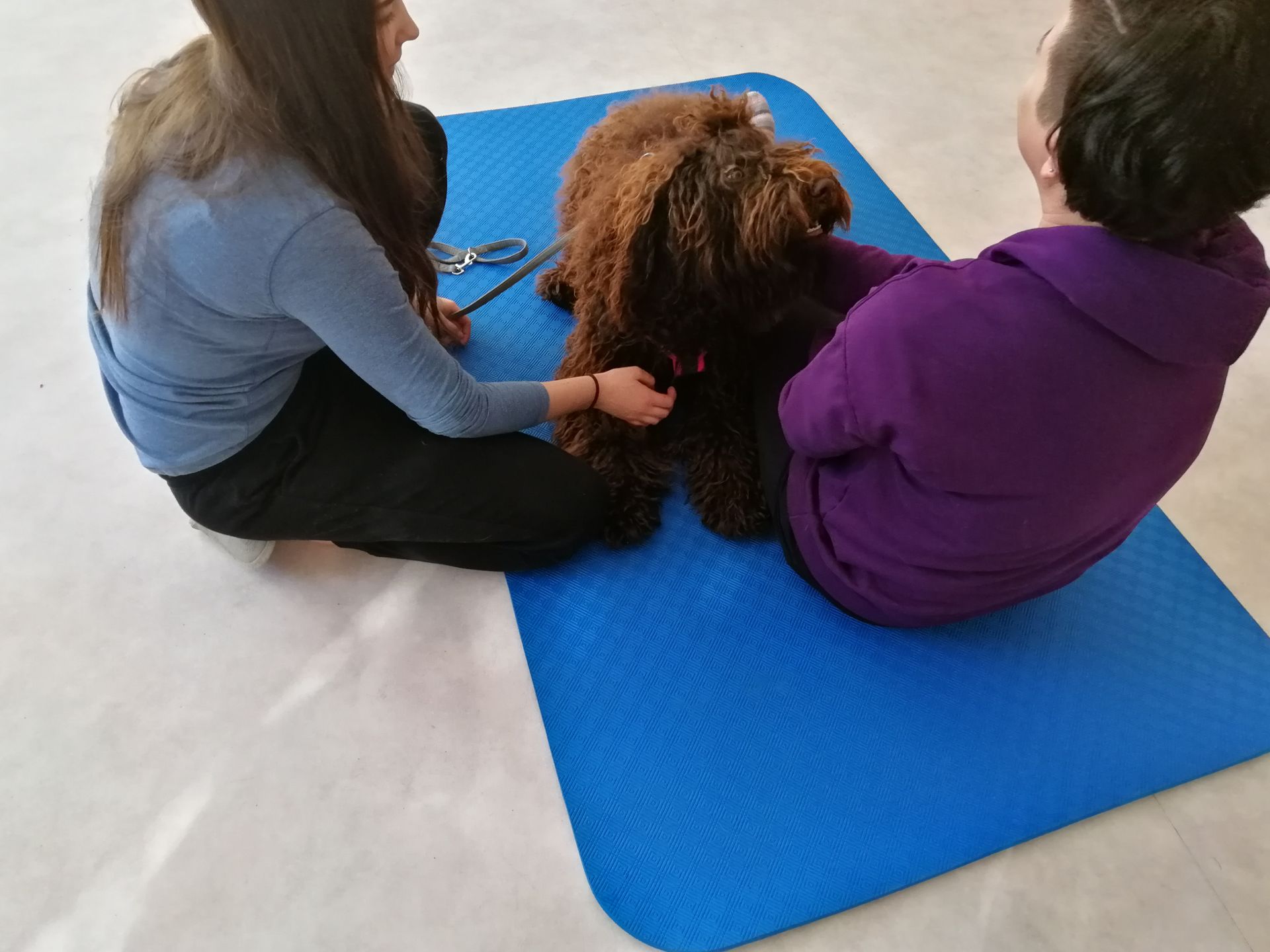 Ausbildung zum Therapiehund